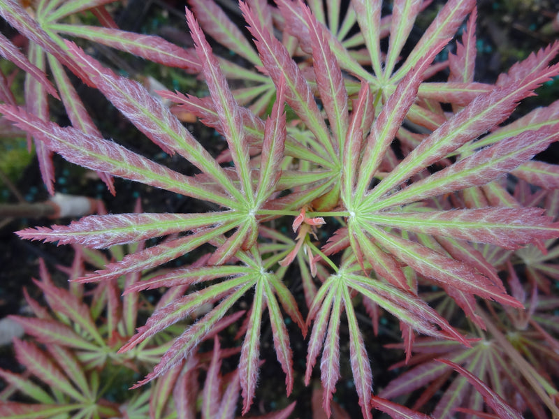 Acer shirasawanum 'Bronze Age' Japanese Maple