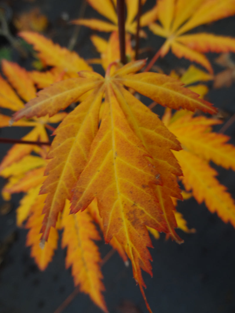 Acer shirasawanum 'Bronze Age' Japanese Maple