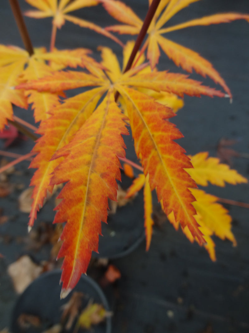 Acer shirasawanum 'Bronze Age' Japanese Maple