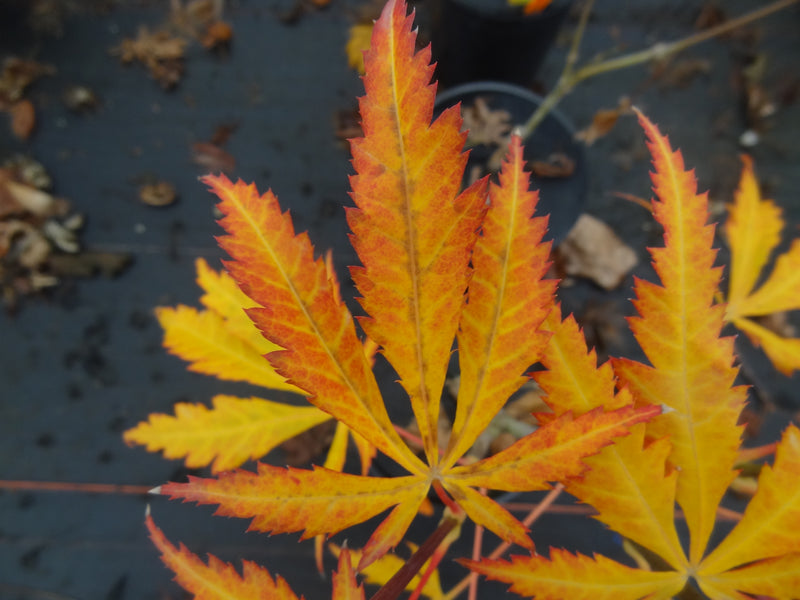 Acer shirasawanum 'Bronze Age' Japanese Maple