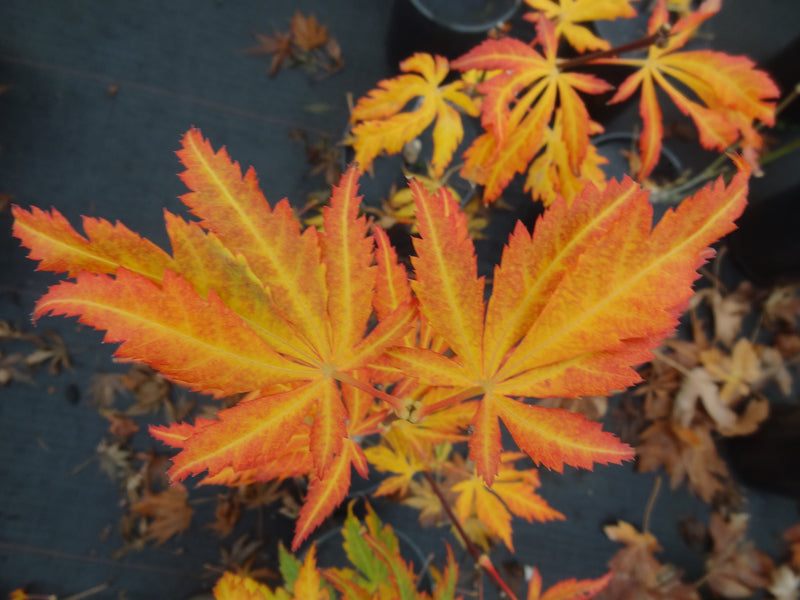 Acer shirasawanum 'Bronze Age' Japanese Maple