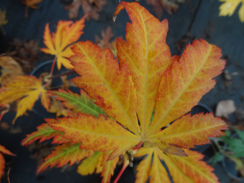 Acer shirasawanum 'Bronze Age' Japanese Maple