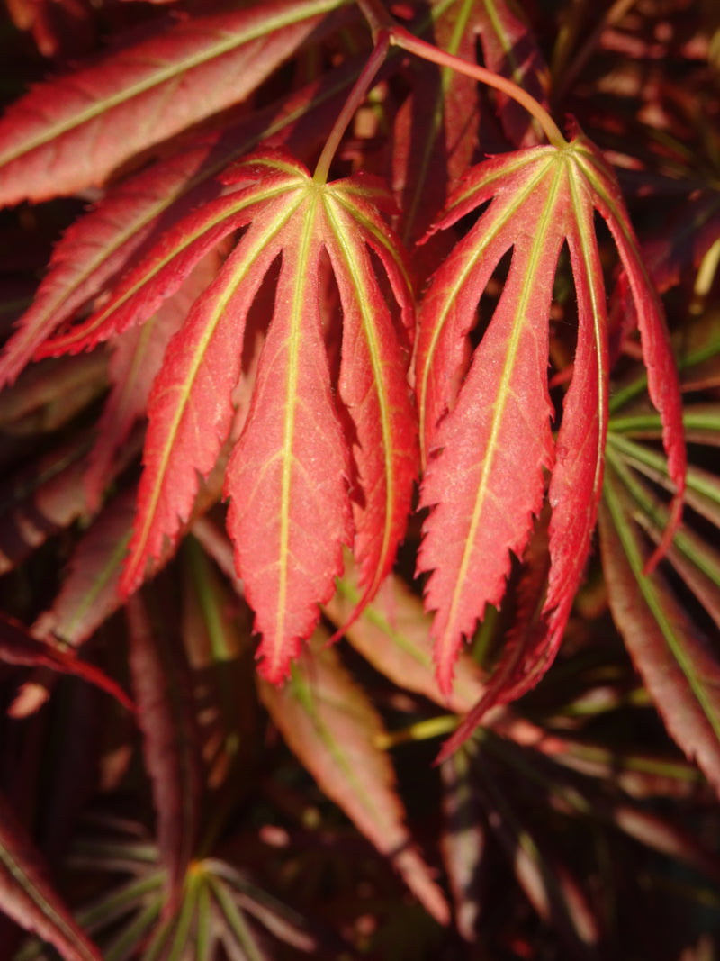 Acer shirasawanum 'Bronze Age' Japanese Maple
