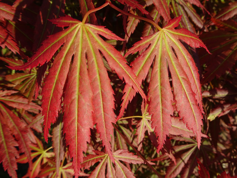 Acer shirasawanum 'Bronze Age' Japanese Maple