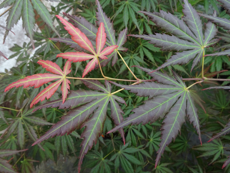 Acer shirasawanum 'Bronze Age' Japanese Maple
