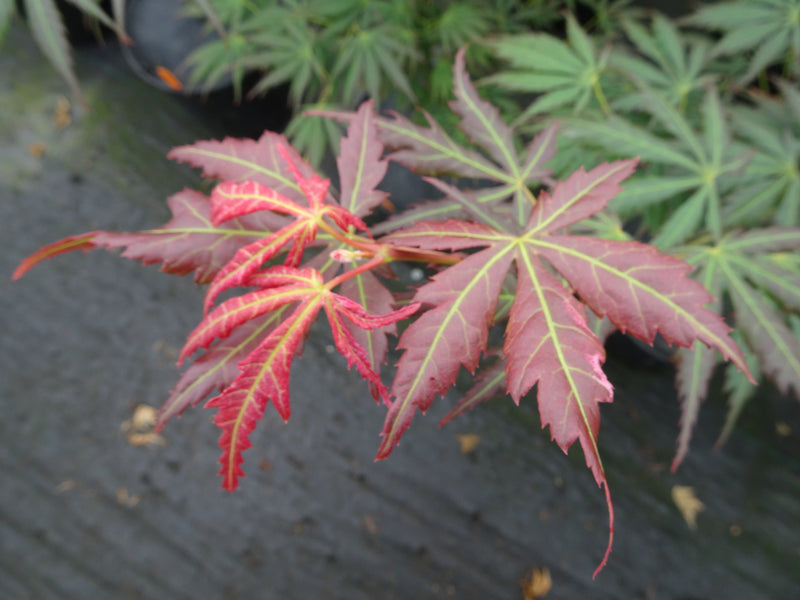 Acer shirasawanum 'Bronze Age' Japanese Maple