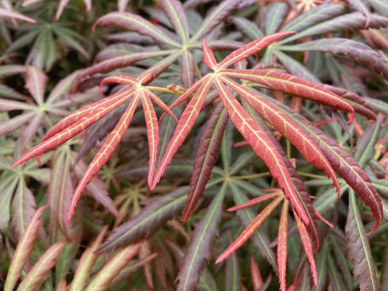 Acer shirasawanum 'Bronze Age' Japanese Maple