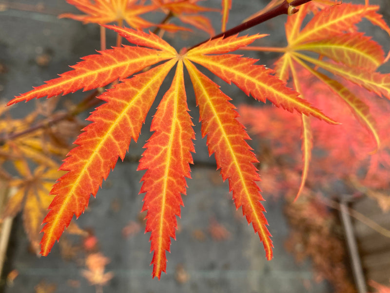 Acer shirasawanum 'Bronze Age' Japanese Maple