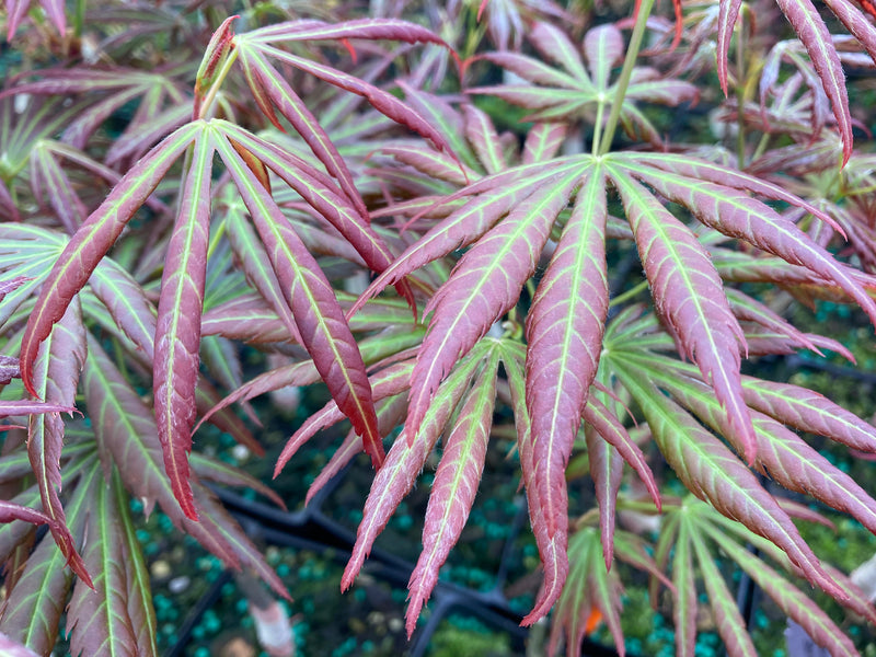 Acer shirasawanum 'Bronze Age' Japanese Maple