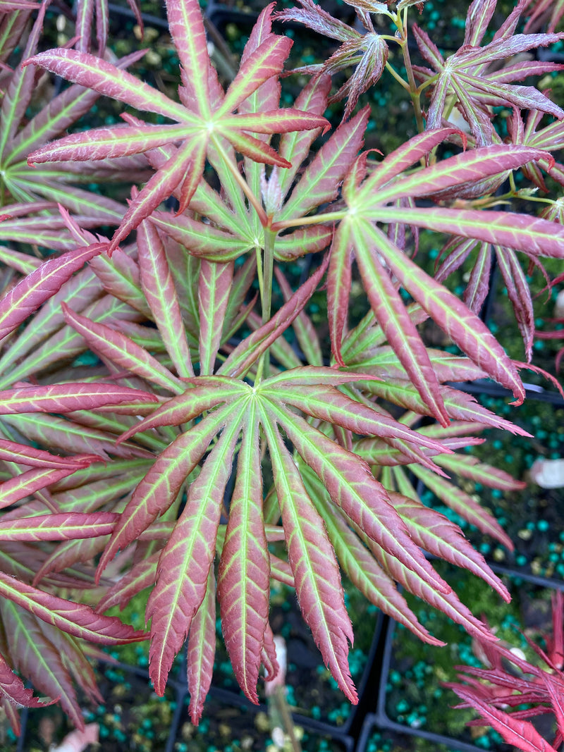 Acer shirasawanum 'Bronze Age' Japanese Maple