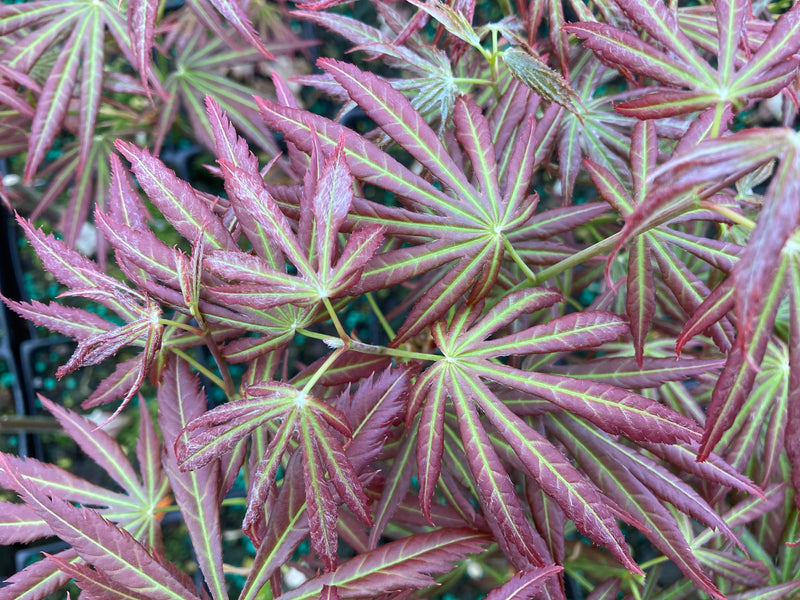 Acer shirasawanum 'Bronze Age' Japanese Maple