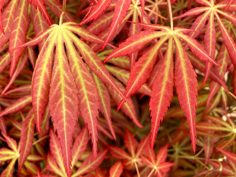 Acer shirasawanum 'Bronze Age' Japanese Maple