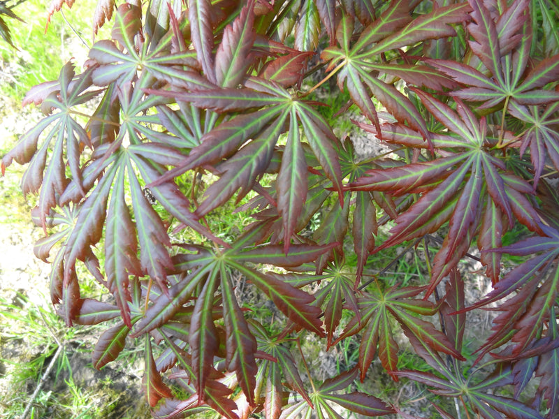 Acer shirasawanum 'Bronze Age' Japanese Maple