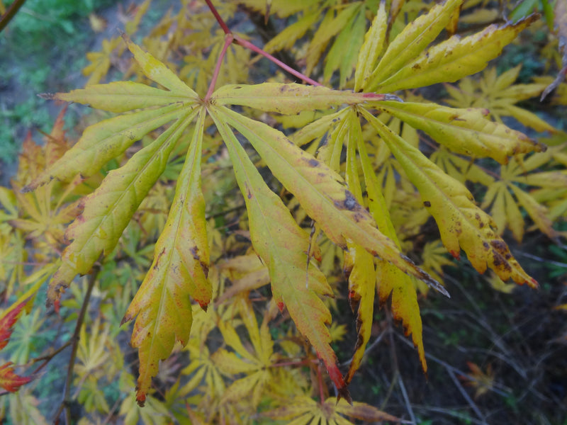 Acer shirasawanum 'Bronze Age' Japanese Maple