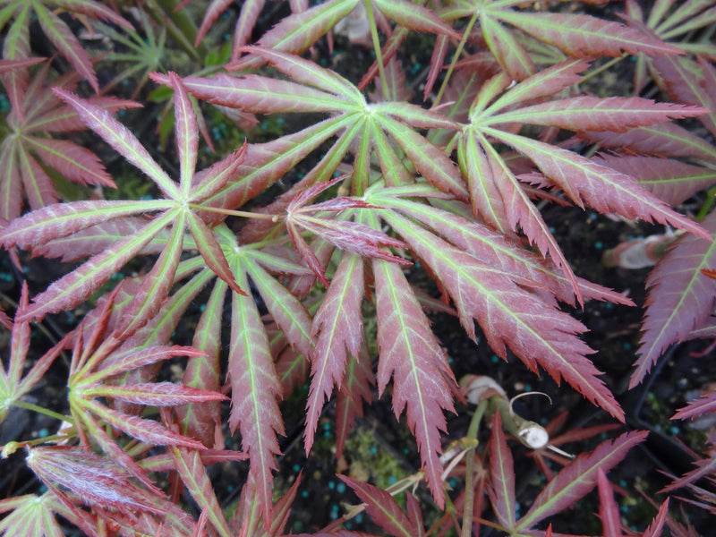 Acer shirasawanum 'Bronze Age' Japanese Maple