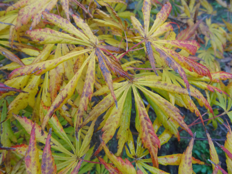 Acer shirasawanum 'Bronze Age' Japanese Maple
