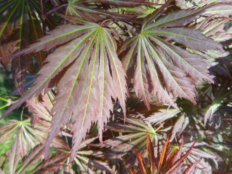 Acer shirasawanum 'Bronze Age' Japanese Maple