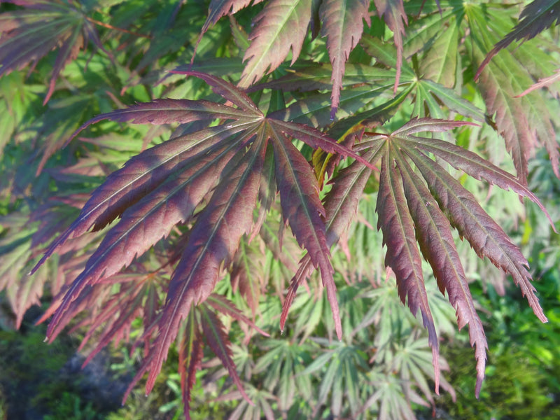 Acer shirasawanum 'Bronze Age' Japanese Maple