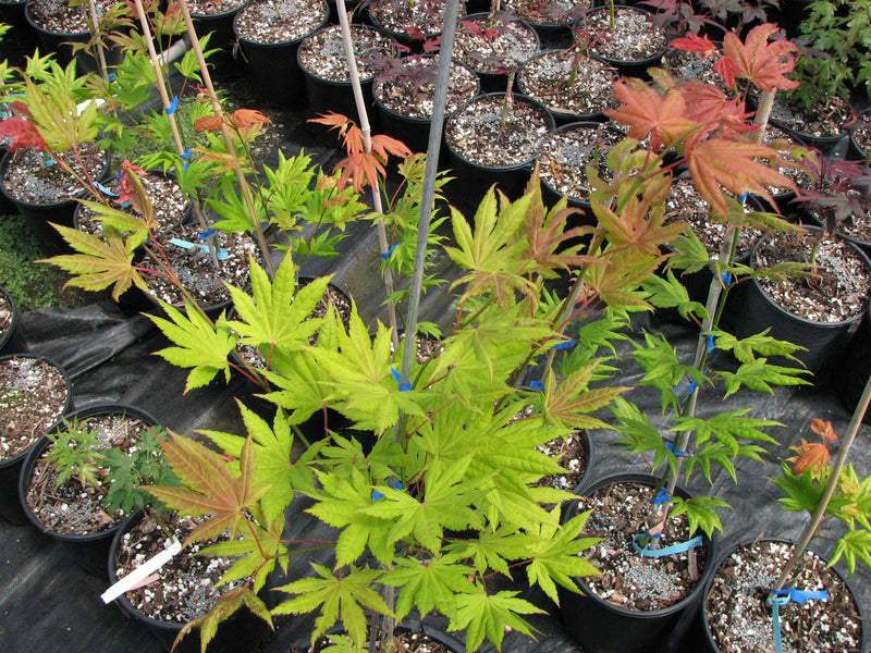 Acer shirasawanum 'Moonrise™' Full Moon Maple