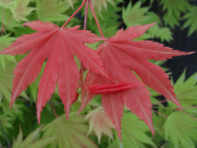 Acer shirasawanum 'Moonrise™' Full Moon Maple