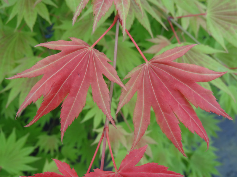 Acer shirasawanum 'Moonrise™' Full Moon Maple