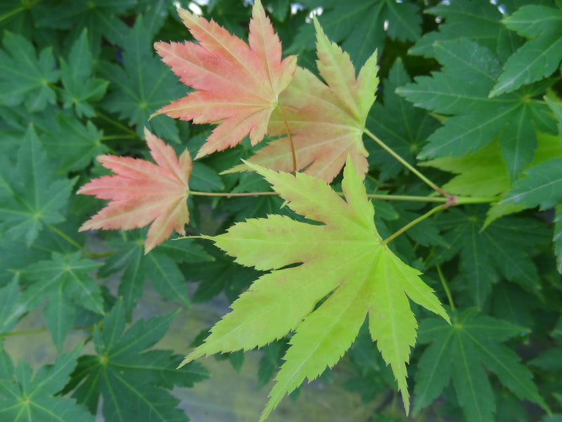 Acer shirasawanum 'Moonrise™' Full Moon Maple