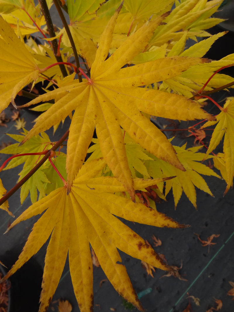Acer shirasawanum 'Moonrise™' Full Moon Maple