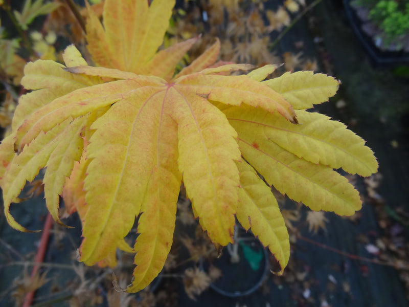 Acer shirasawanum 'Moonrise™' Full Moon Maple
