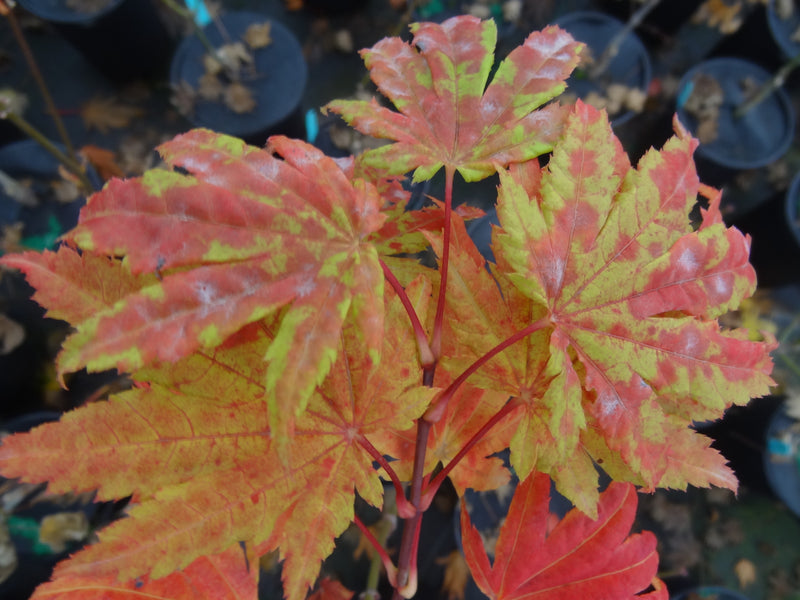 Acer shirasawanum 'Moonrise™' Full Moon Maple