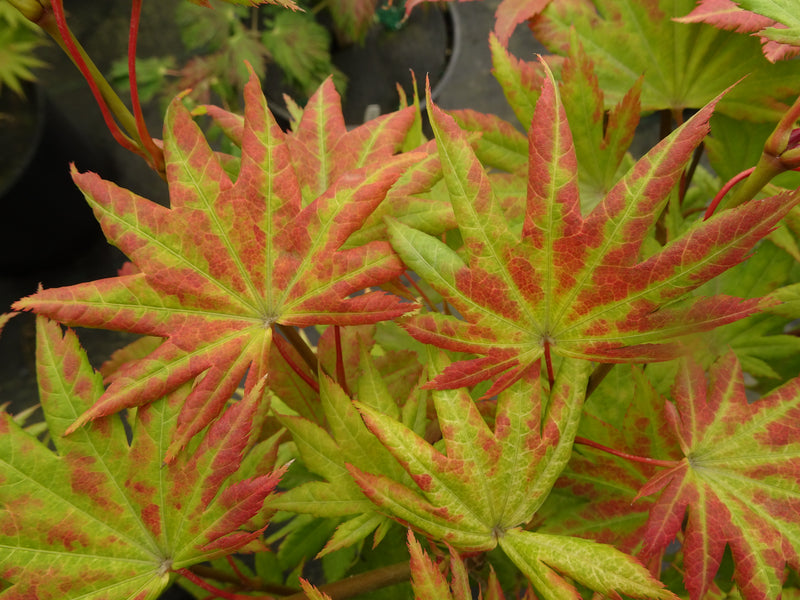 Acer shirasawanum 'Moonrise™' Full Moon Maple