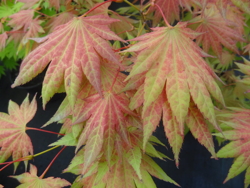 Acer shirasawanum 'Moonrise™' Full Moon Maple