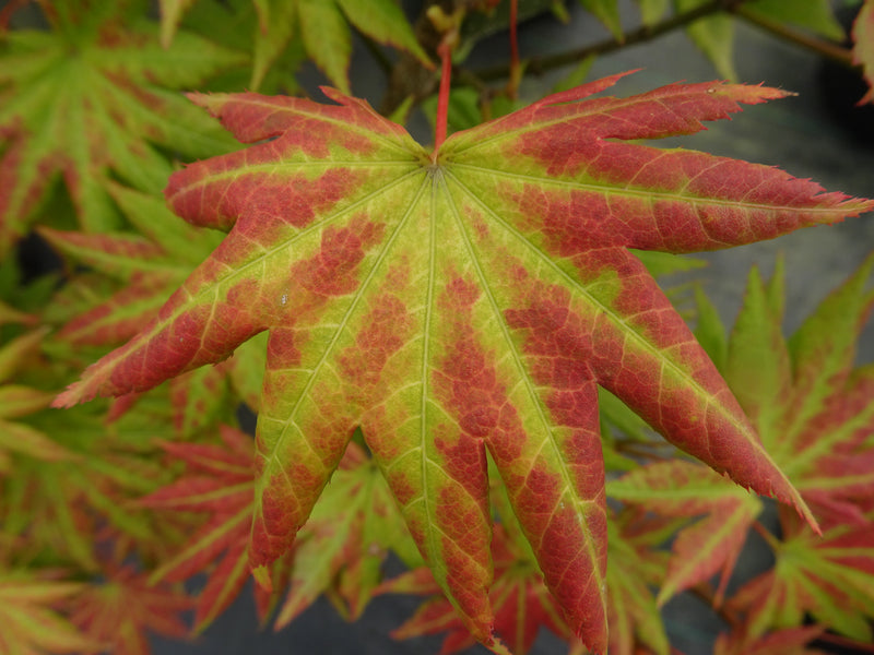 Acer shirasawanum 'Moonrise™' Full Moon Maple