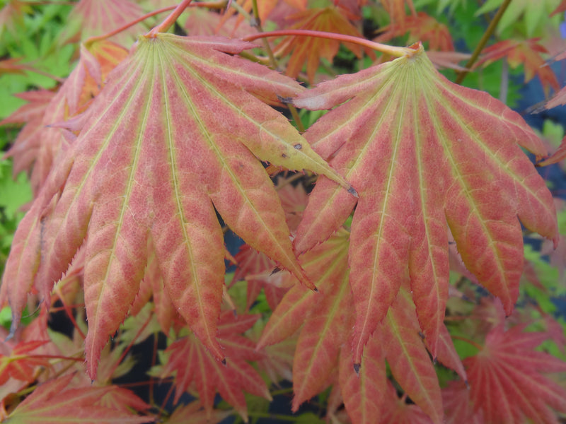 Acer shirasawanum 'Moonrise™' Full Moon Maple