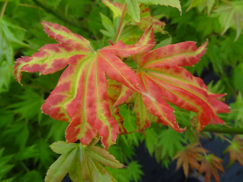 Acer shirasawanum 'Moonrise™' Full Moon Maple