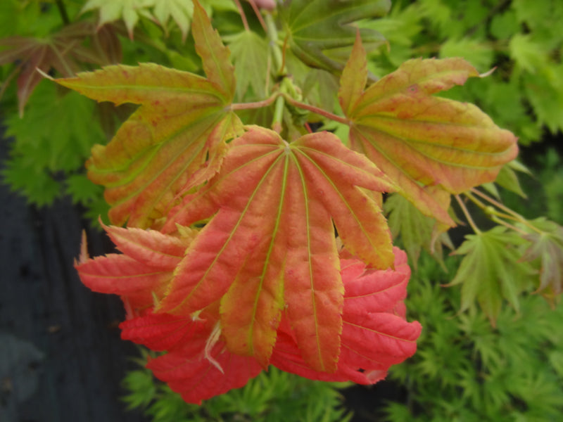 Acer shirasawanum 'Moonrise™' Full Moon Maple