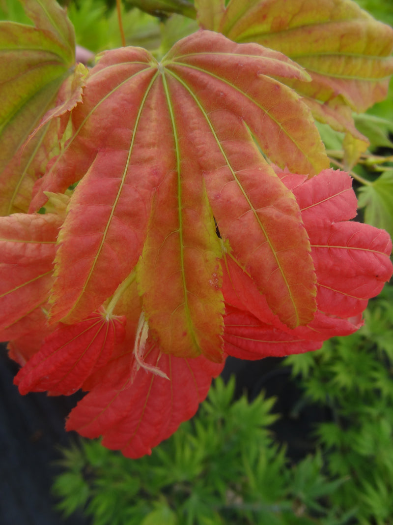 Acer shirasawanum 'Moonrise™' Full Moon Maple