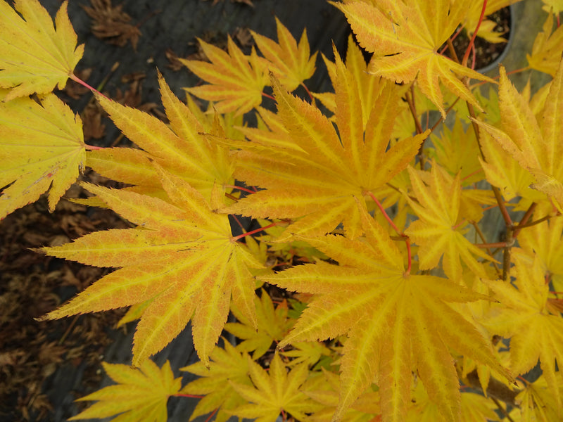 Acer shirasawanum 'Moonrise™' Full Moon Maple