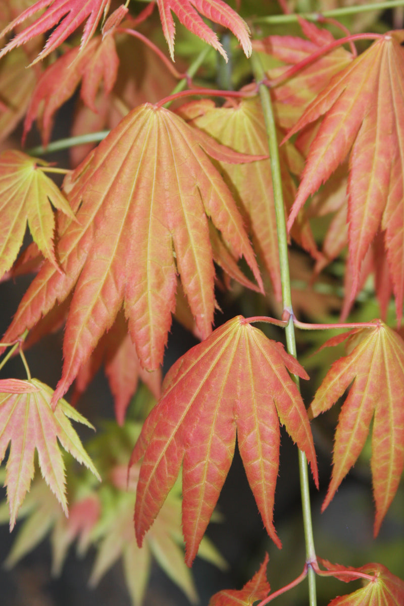 Acer shirasawanum 'Moonrise™' Full Moon Maple