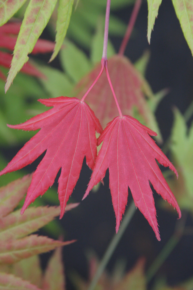 Acer shirasawanum 'Moonrise™' Full Moon Maple