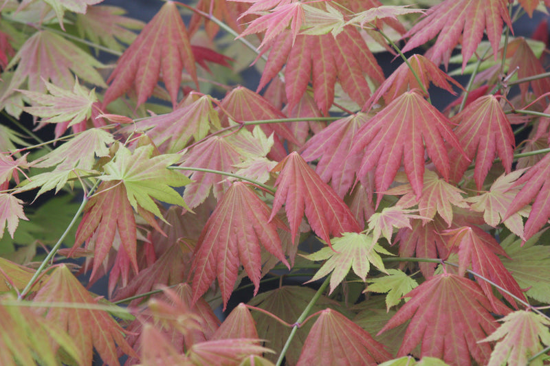 Acer shirasawanum 'Moonrise™' Full Moon Maple