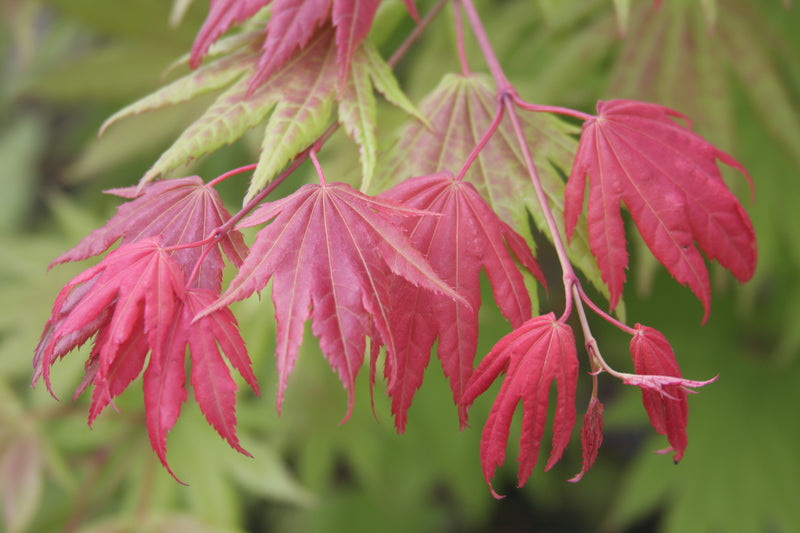 Acer shirasawanum 'Moonrise™' Full Moon Maple
