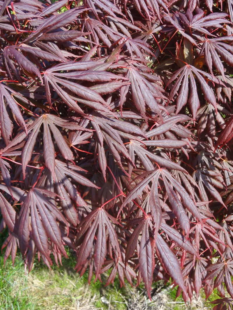 Acer shirasawanum 'Royalty' Red Full Moon Japanese Maple