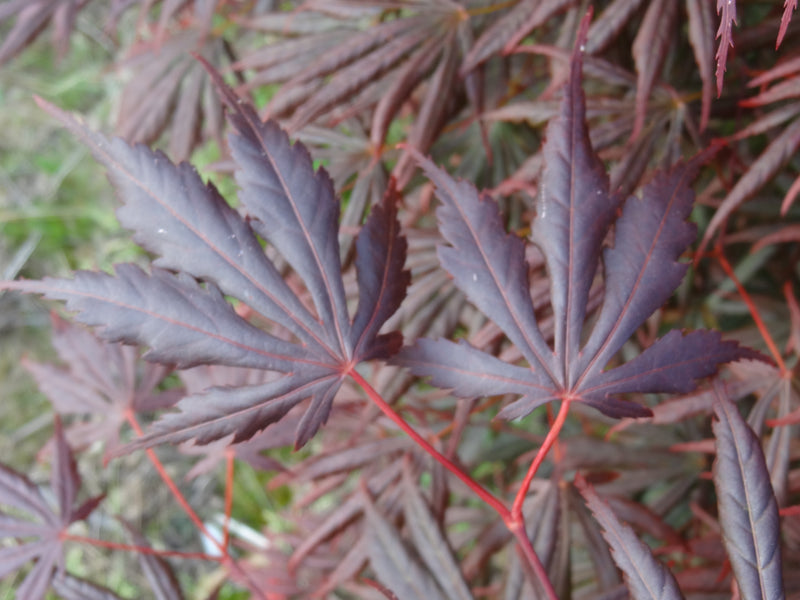 Acer shirasawanum 'Royalty' Red Full Moon Japanese Maple