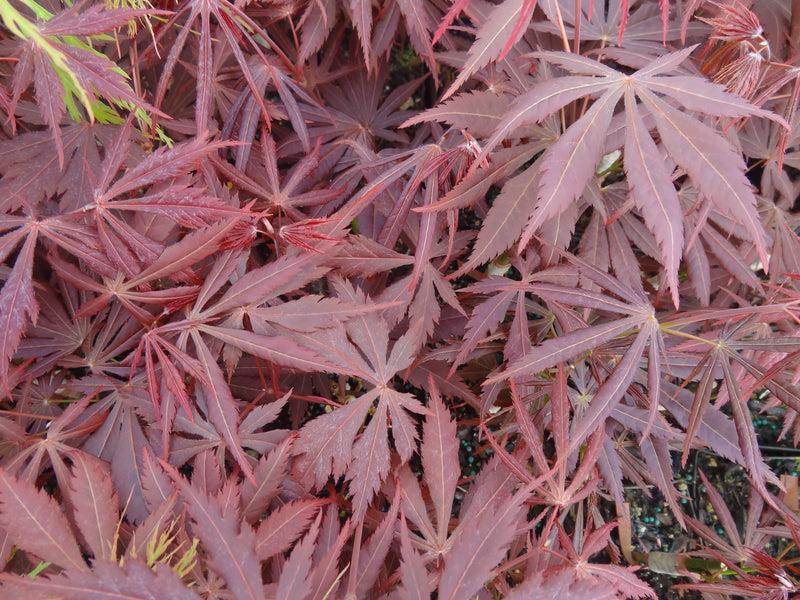 Acer shirasawanum 'Royalty' Red Full Moon Japanese Maple