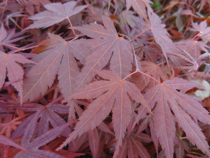 Acer shirasawanum 'Royalty' Red Full Moon Japanese Maple