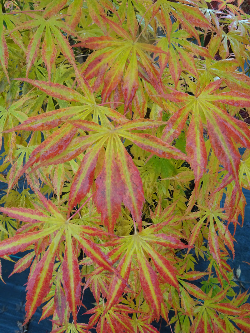 Acer shirasawanum 'Royalty' Red Full Moon Japanese Maple