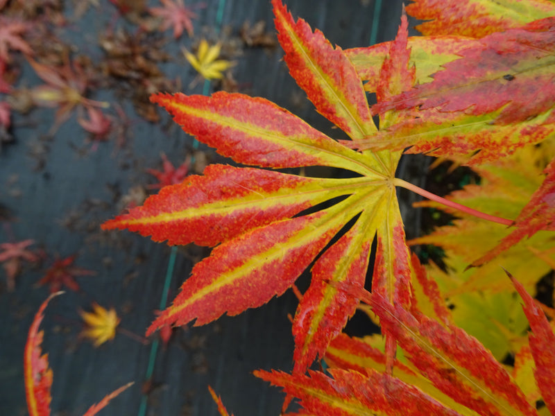 Acer shirasawanum 'Royalty' Red Full Moon Japanese Maple