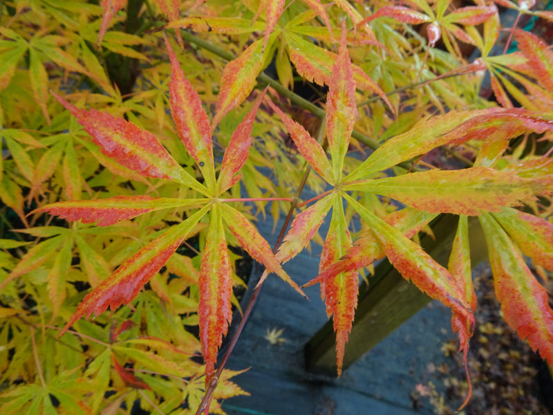 Acer shirasawanum 'Royalty' Red Full Moon Japanese Maple