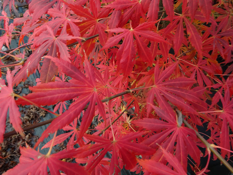 Acer shirasawanum 'Royalty' Red Full Moon Japanese Maple