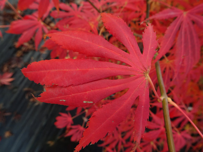 Acer shirasawanum 'Royalty' Red Full Moon Japanese Maple